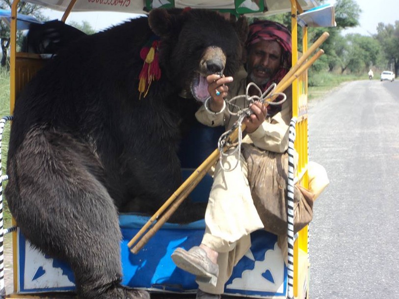 Pakistan Funny Pics: A huge bear in a Qingqi Rickshaw - Funny Photos