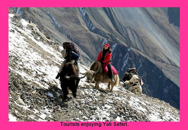 Chitral Pics - Chitral Images: Tourists enjoying ride on a Yak - Photos of Chitral