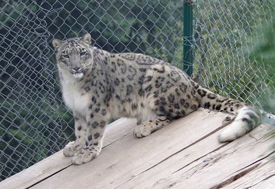 Photos of Nathia Gali - Snow leopard at Lalazar Wildlife Park Nathia Gali - Pictures of Nathia Gali
