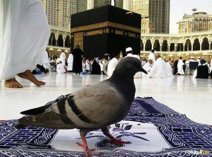 Kaaba Photos - A pigeon sitting in Mataf area in Masjid al-Haram - Mecca (Makkah) Pictures Kaaba Pictures: A pigeon in Mataf area - Mecca Photos Makkah Province