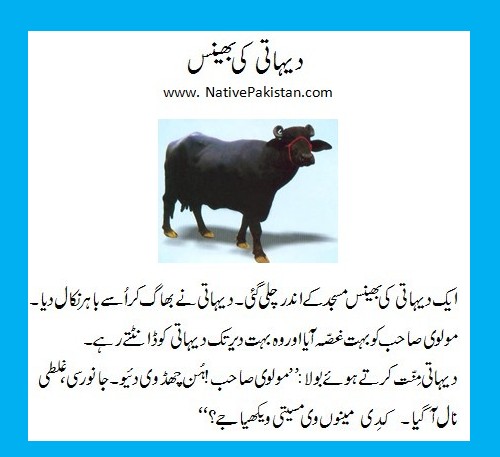 Urdu Jokes about Molvi - Villager's Buffalo enters a Mosque - Funny Molvi Jokes - Maulvi Jokes