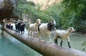 Caption Writing Skill - Goats Crossing a Water Channel on a Pipeline