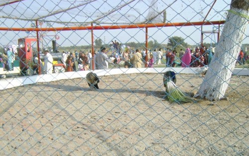 Pictures of Hafizabad : Peacocks at Head Sagar Park Hafizabad - Images of Hafizabad