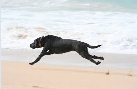 A dog (not Tommy).