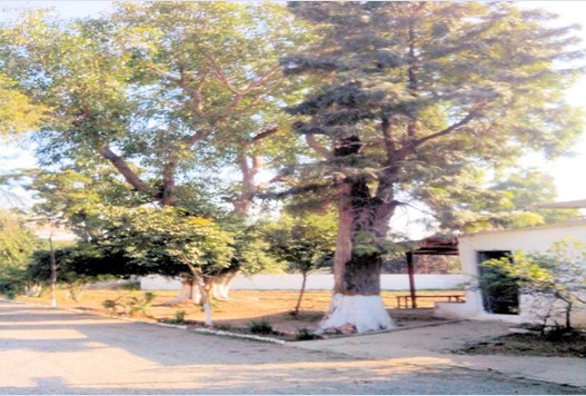 Driveway from the main gate to the house. Cricket Field and Badminton Court was to the left. Picture, Courtesy of Brig Tariq.