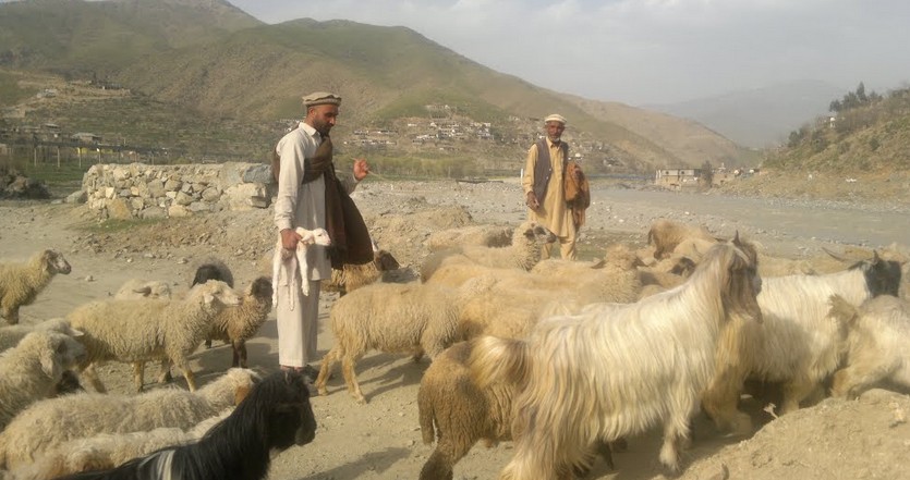 Lower Dir Photos - Herdsmen with their sheep at Khal, Lower Dir - Pictures of Lower Dir, KPK Photos of Lower Dir : Herdsmen with their sheep at Khal, Lower Dir - Lower Dir Photos, Images