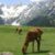 Photos of Dir City and Upper Dir District