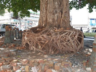 Rawalpindi Pic: Banyan tree in Ahata Kirpa Ram, Photo by Khanpride's photostream