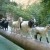 Write a Caption: Goats Crossing a Water Channel on a Pipeline