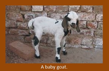 A baby goat.