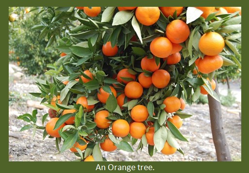 An Orange tree.