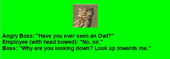 Boss Jokes - Angry Boss asks anout an Owl Best Boss Jokes - Angry Boss asks about an Owl - Boss Humor - Office Jokes
