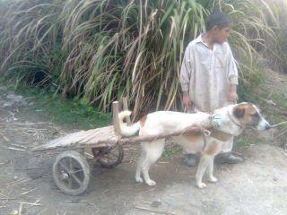 Pakistani Funny Pictures : A boy with his dog-cart - Funny Photos, Image