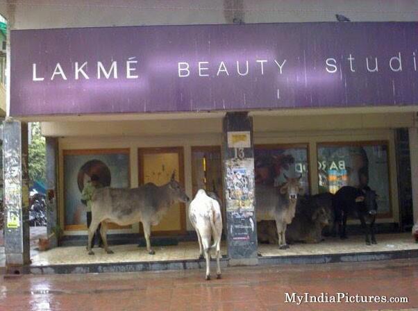 Funny Pictures : Cows outside Lakme Beauty Studio - Funny Photos & Images