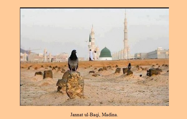 Madina Photos - A pigeon sitting on a grave in Jannat ul-Baqi, Madina - Madina Pictures Madina Pictures: A pigeon sitting on a grave in Jannat ul-Baqi, Madina, Masjid an Nabawi is in the background - Madina Photos
