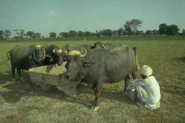 Photos Pakistani Villages - Villager milking a Buffalo - Pakistan village Pics
