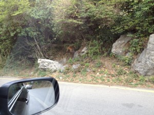 Monkey spotted near Nathia Gali, Pakistan- Photos of Nathia Gali