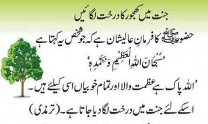 Plant a Tree In Jannah