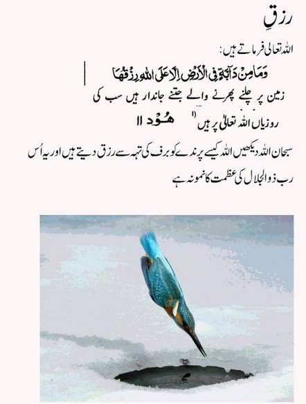 Quotes about Rizq - Allah provides Rizq to all living beings - Importance of Rizq in Islam Importance of Rizq in Islam - Allah provides Rizq to all living beings on this earth - Quotes about Rizq
