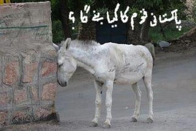 Pakistani Funny Pictures : Donkey worried about country's future - Funny Photos