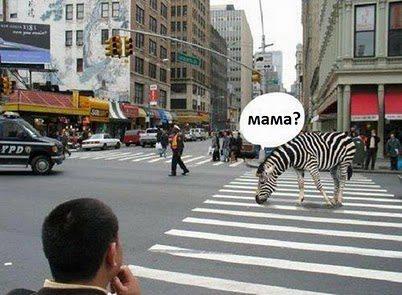 Funny Pictures : Little zebra at Zebra Crossing - Funny Photos, Images